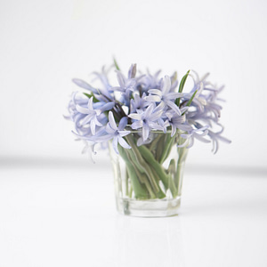 wild Hyacinth